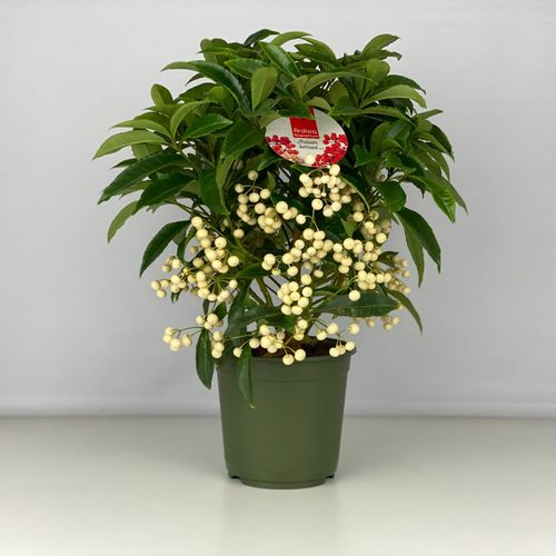 Ardisia Cren. weiss T14 H40