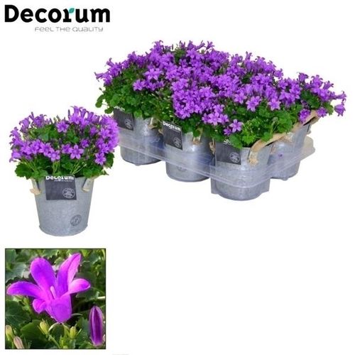 Campanula Porto lila Zink Topf T15 H017