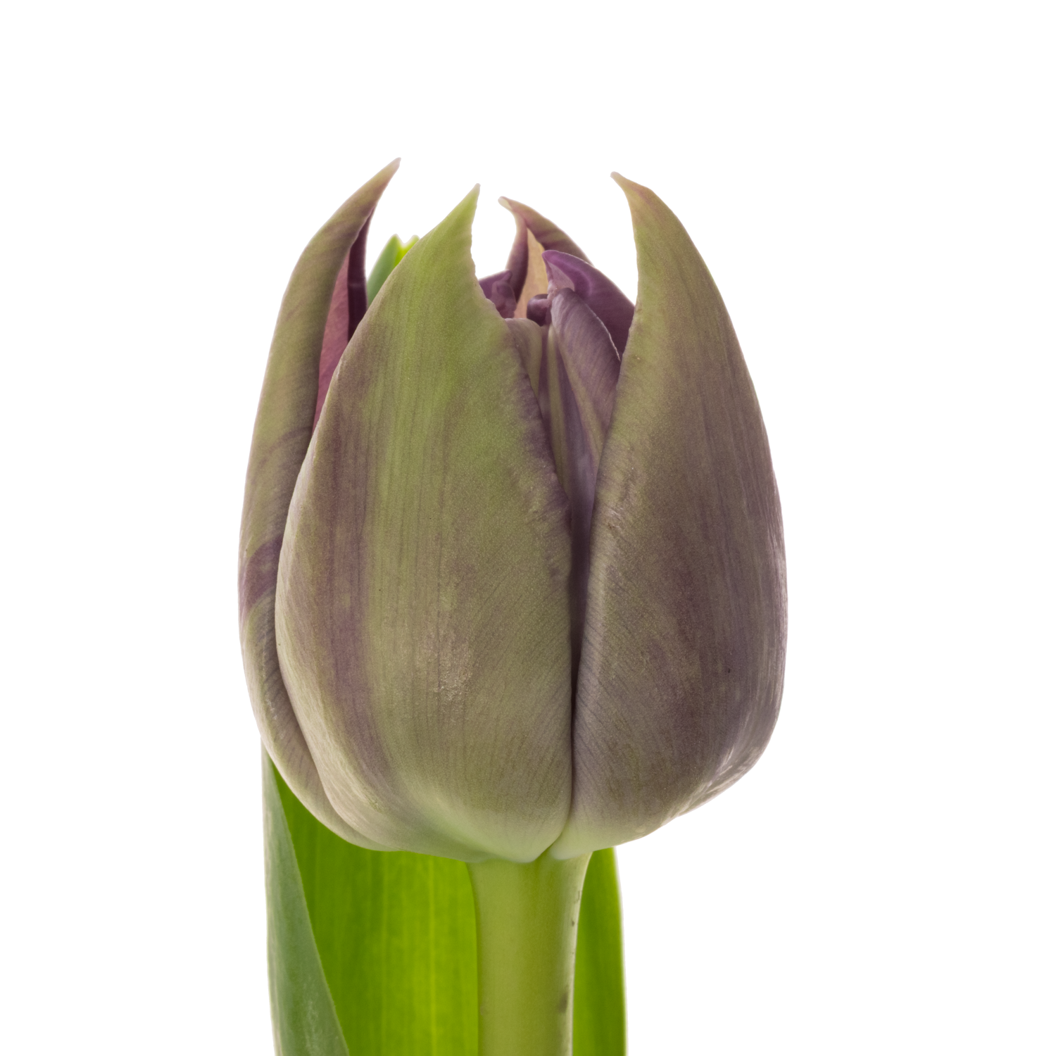 Tulpe lila doppel Braga 42 Gramm