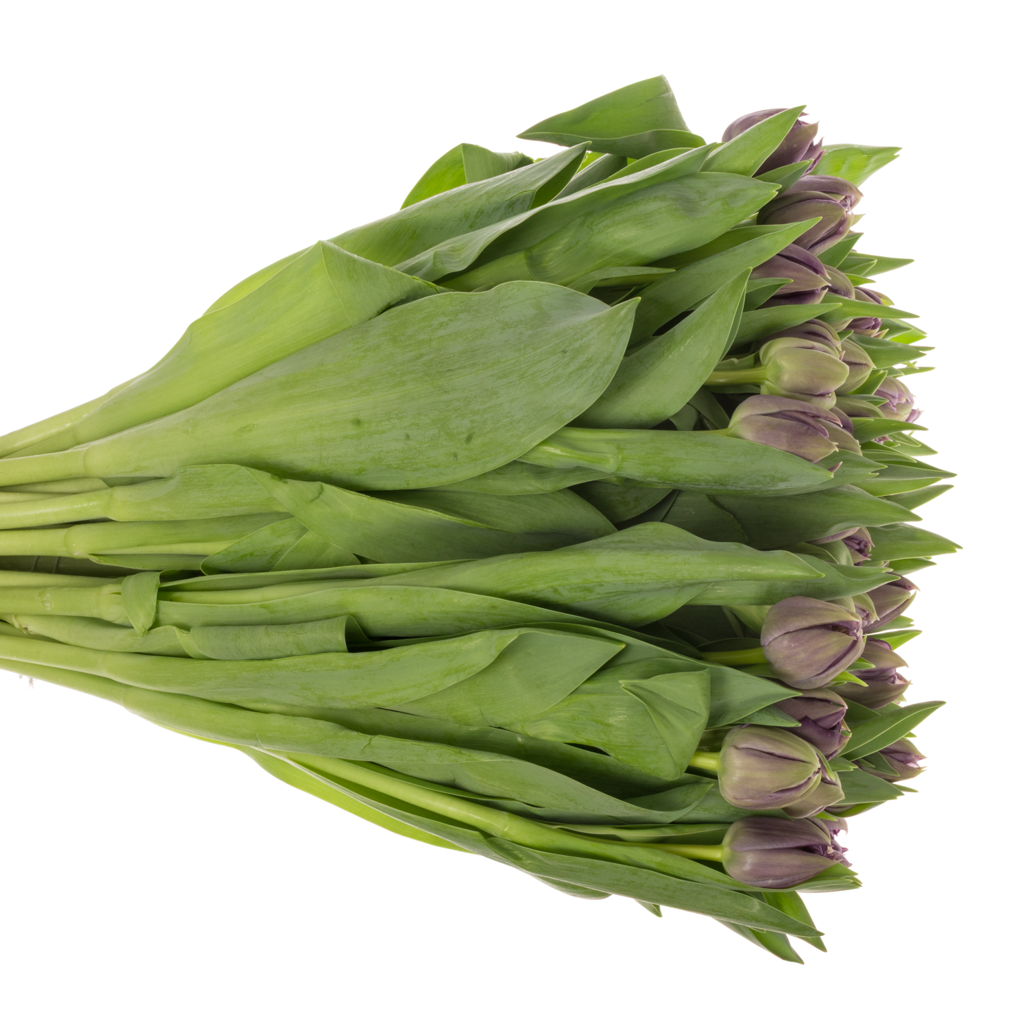 Tulpe lila doppel Braga 42 Gramm