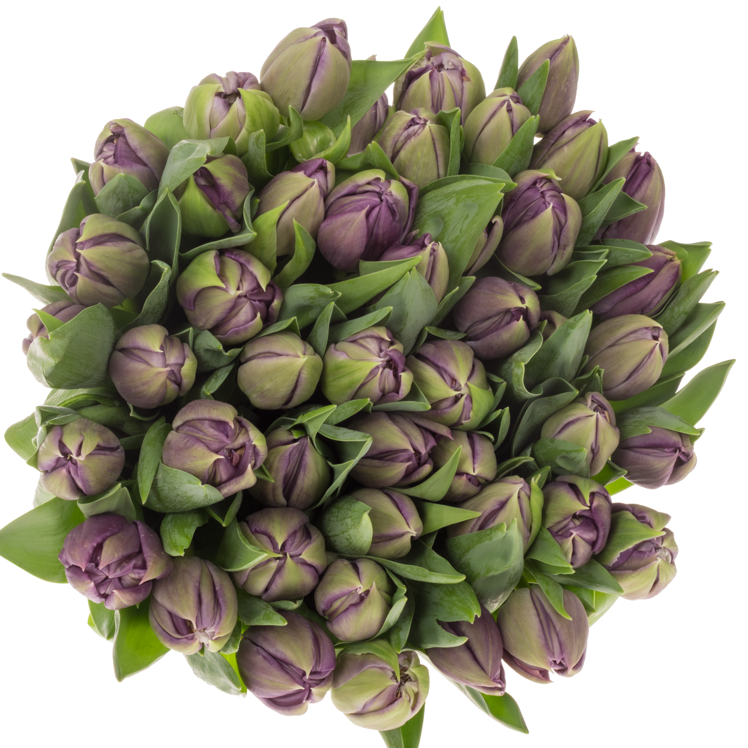 Tulpe lila doppel Braga 42 Gramm