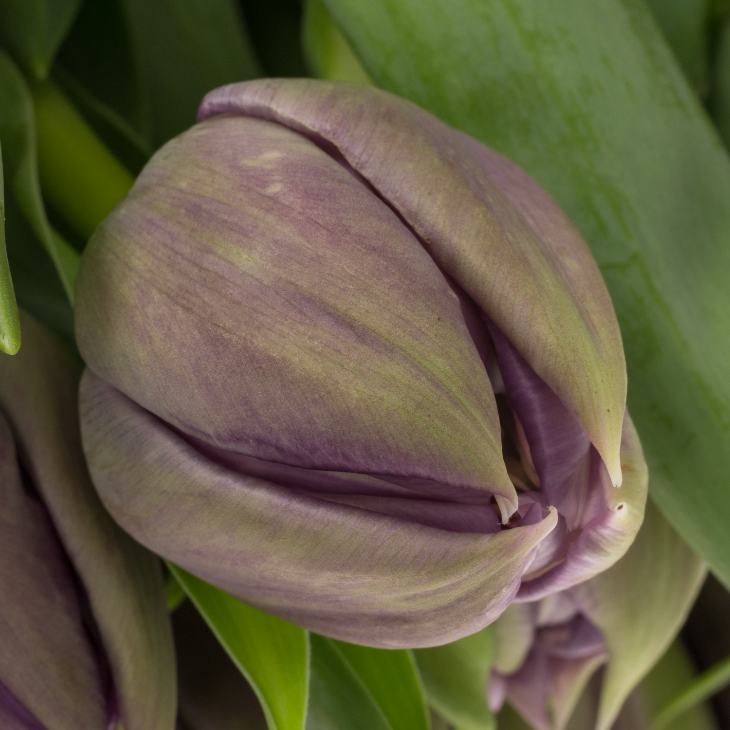 Tulpe lila doppel Braga 42 Gramm