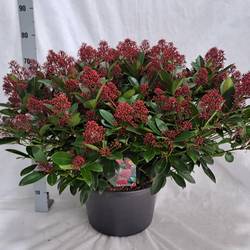 Skimmia Jap.Rubella 100+ T35 H075