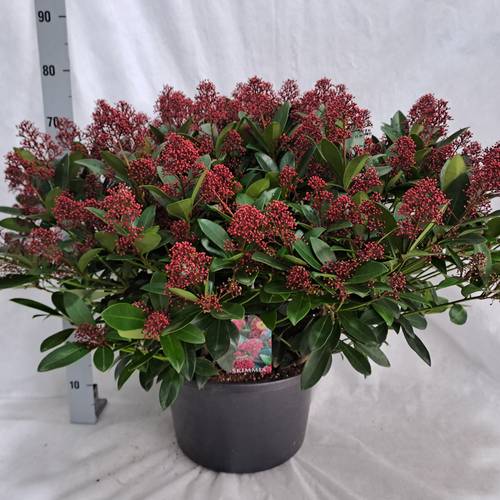 Skimmia Jap.Rubella 100+ T35 H075