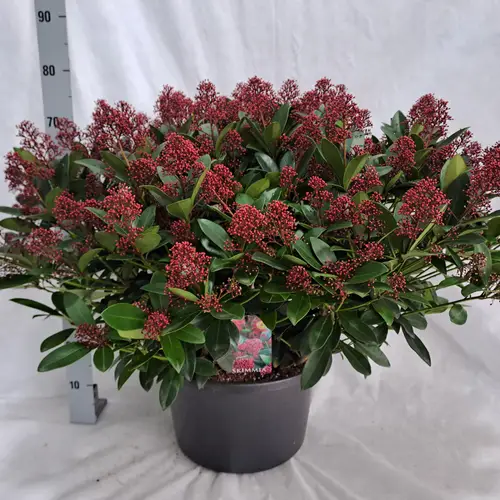 Skimmia Jap.Rubella 100+ T35 H075