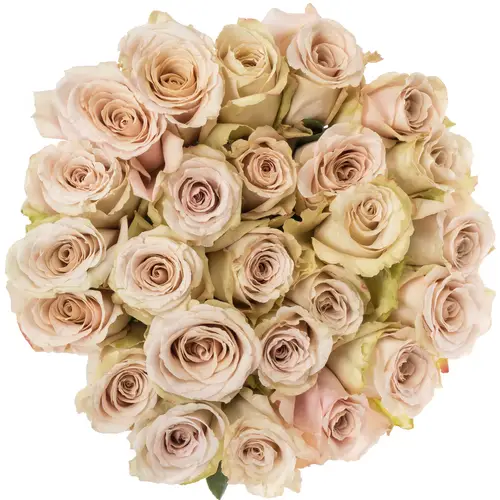 Rose apricot Quicksand (Ec) 60cm