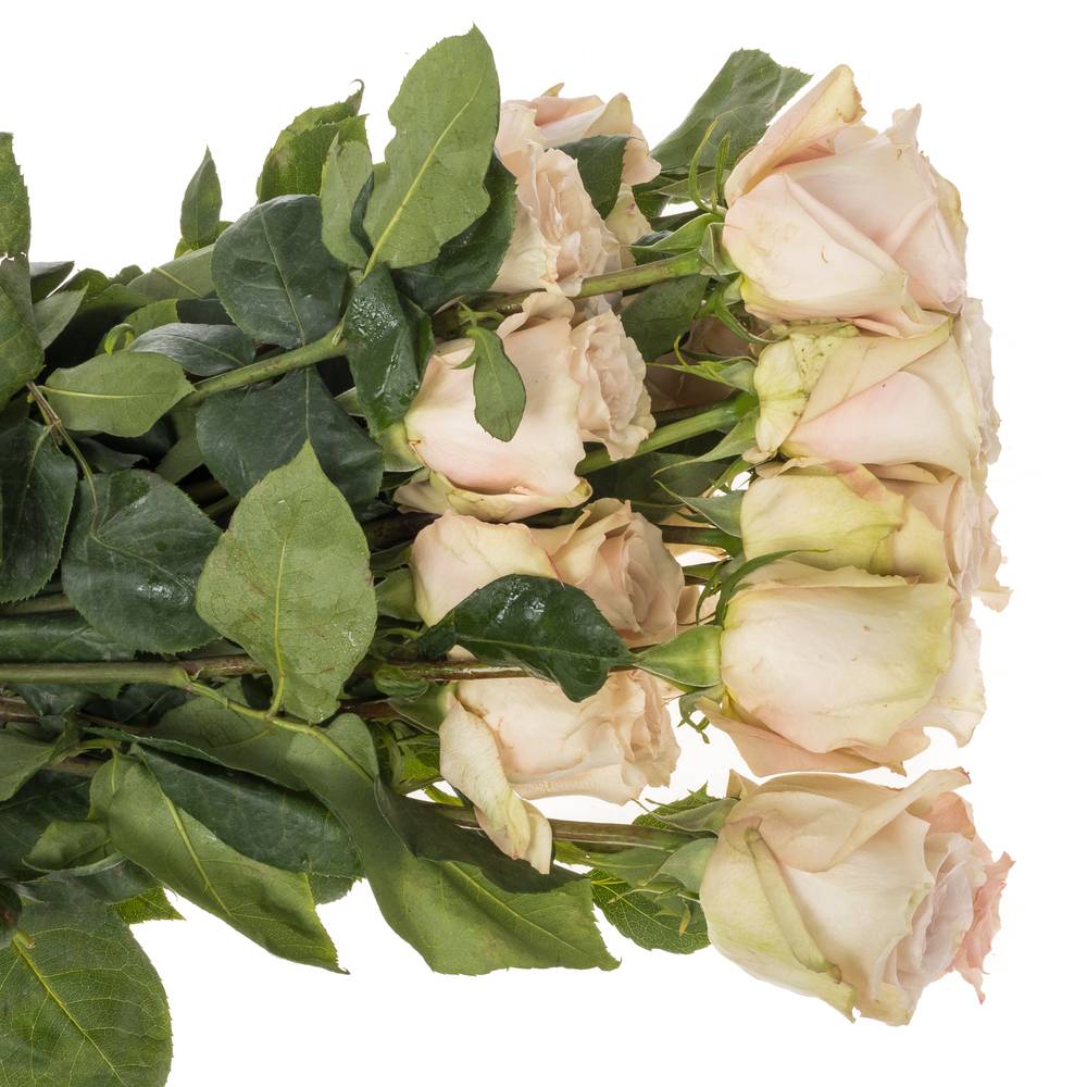 Rose apricot Quicksand (Ec) 60cm