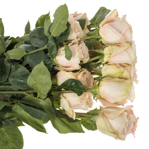 Rose apricot Quicksand (Ec) 60cm