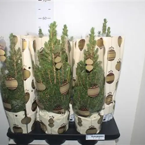 Picea Conica im Tüte Schnapch.Von Uhr T15 H050