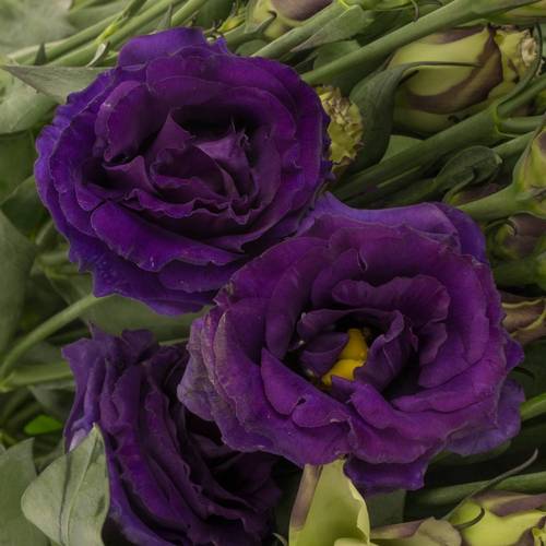 Lisianthus blau Croma 5+Bl.70cm