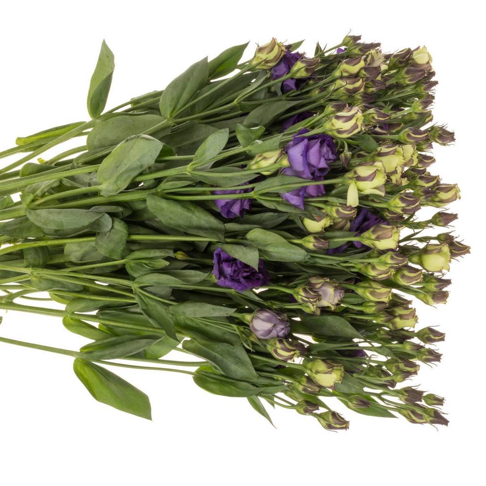 Lisianthus blau Croma 5+Bl.70cm