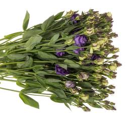 Lisianthus blau Croma 5+Bl.70cm