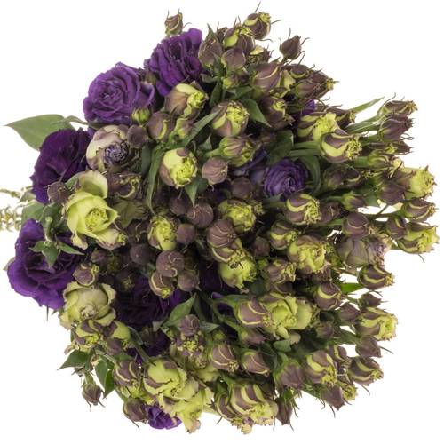 Lisianthus blau Croma 5+Bl.70cm
