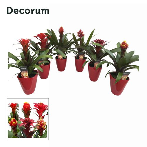 Guzmania rot Special mix im Ker. T14 H45