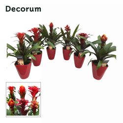 Guzmania rot Special mix im Ker. T14 H45