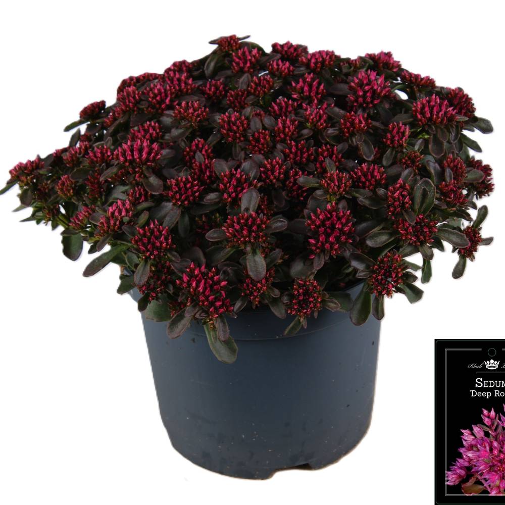 Sedum dunkel rosa Deep Rose T19 H035