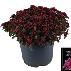 Sedum rosa Deep Rose T19 H035