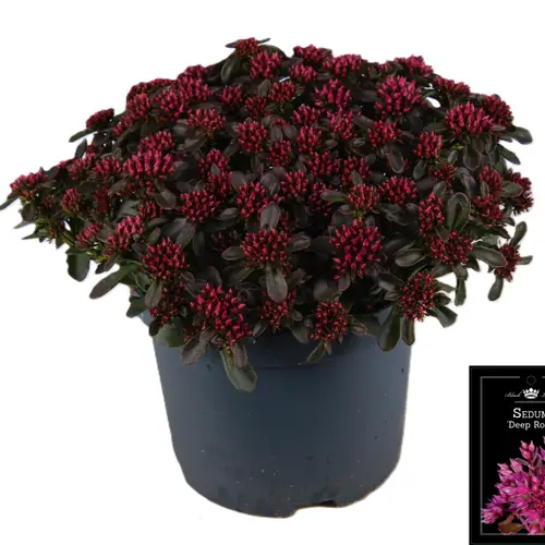 Sedum dunkel rosa Deep Rose T19 H035
