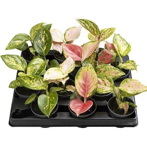 Aglaonema Araceae mix T06 H10
