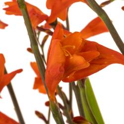 Montbretie dunkel orange Red King 60cm