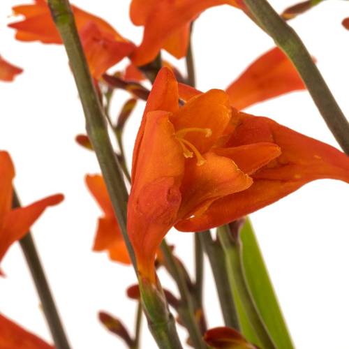 Montbretie dunkel orange Red King 60cm