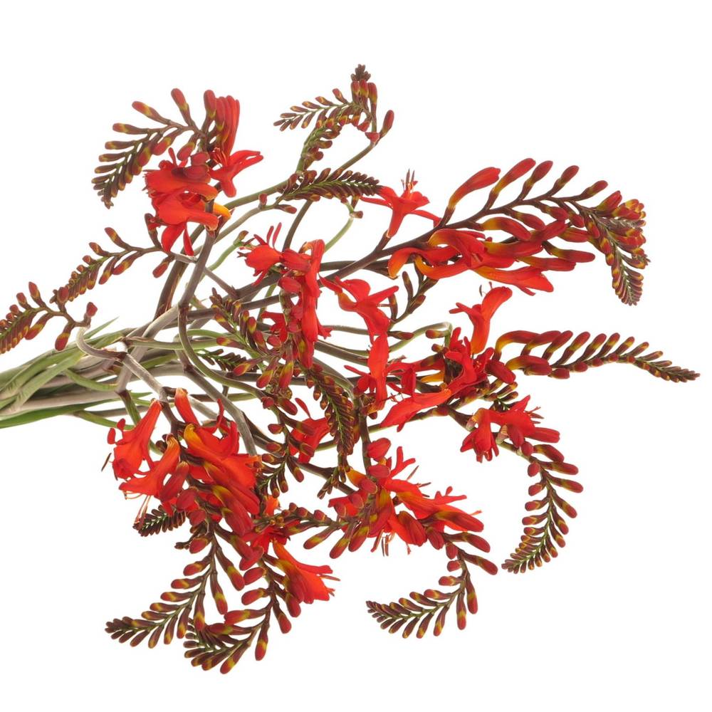 Monbretia Red King 60cm