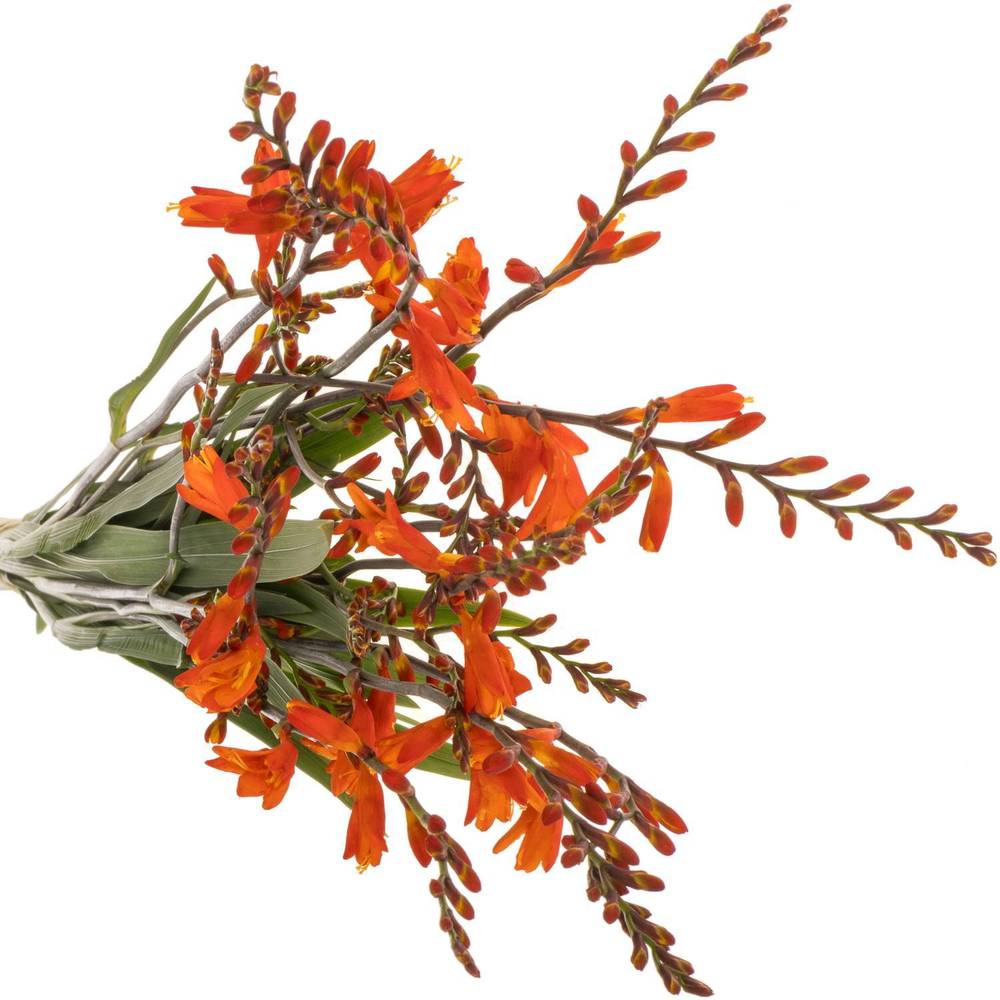 Montbretie dunkel orange Red King 60cm