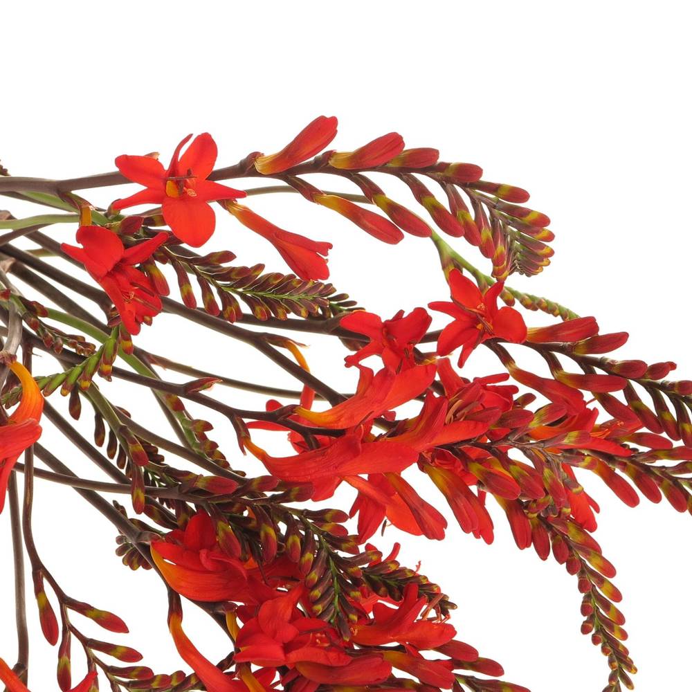 Monbretia Red King 60cm