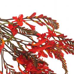Monbretia Red King 60cm