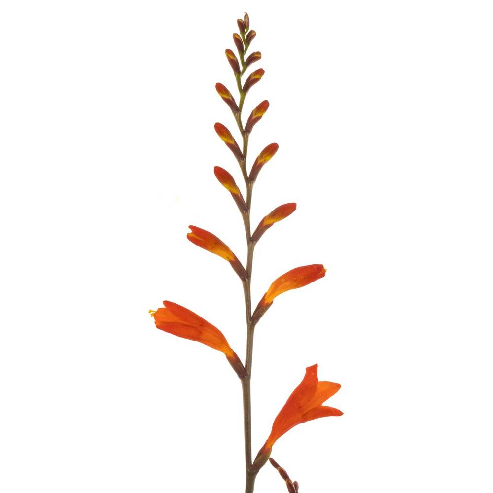Montbretie dunkel orange Red King 60cm