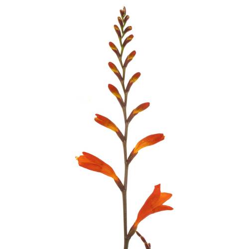 Montbretie dunkel orange Red King 60cm