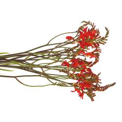 Monbretia Red King 60cm