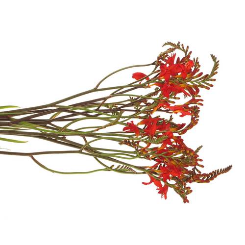 Monbretia Red King 60cm