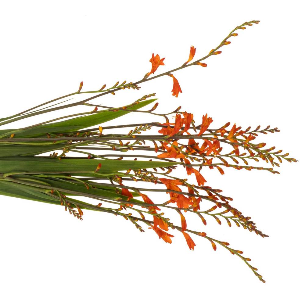 Montbretie dunkel orange Red King 60cm