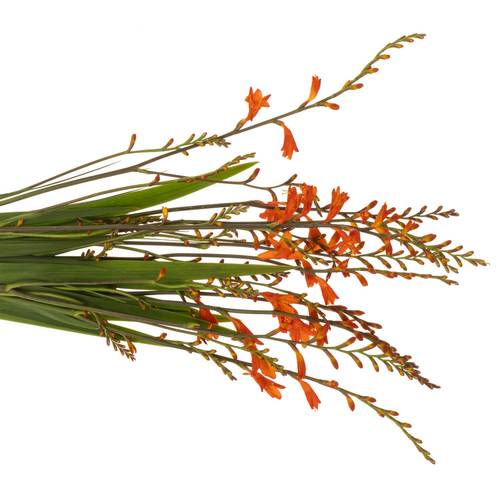 Montbretie dunkel orange Red King 60cm