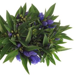 Enzian blau Kagayaki 60cm