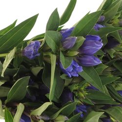 Enzian blau Kagayaki 60cm