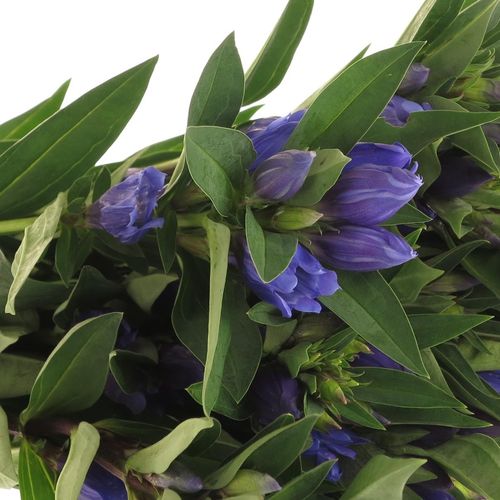 Enzian blau Kagayaki 60cm