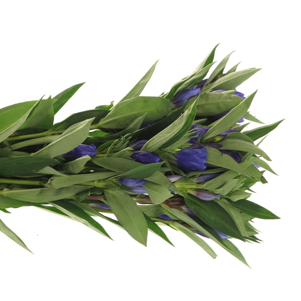 Enzian blau Kagayaki 60cm