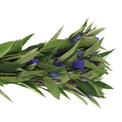 Enzian blau Kagayaki 60cm