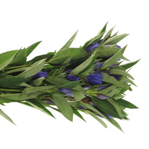 Enzian blau Kagayaki 60cm