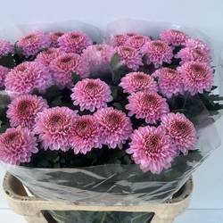 Chrys.Deko rosa Playtme 80cm DE