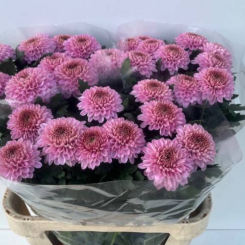 Chrys.Deko rosa Playtme 80cm DE