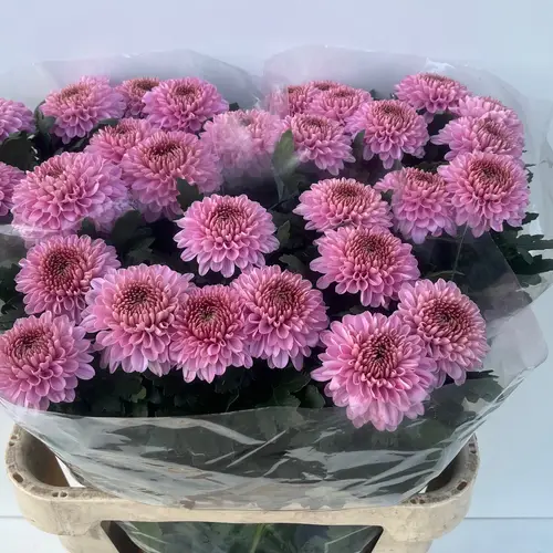 Chrys.Deko rosa Playtme 80cm DE