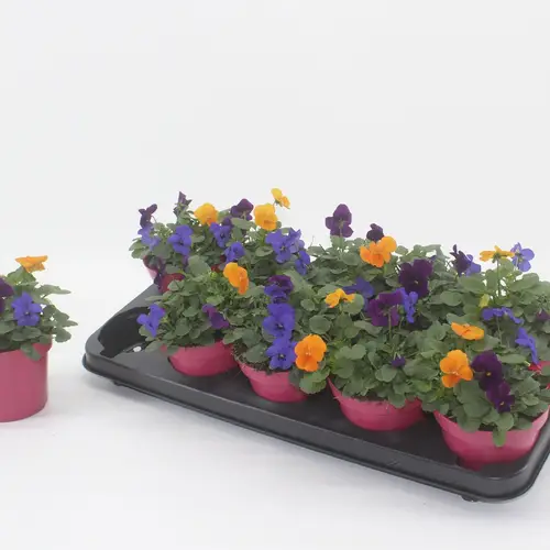 Hornveilchen mix Warschau T12 H015