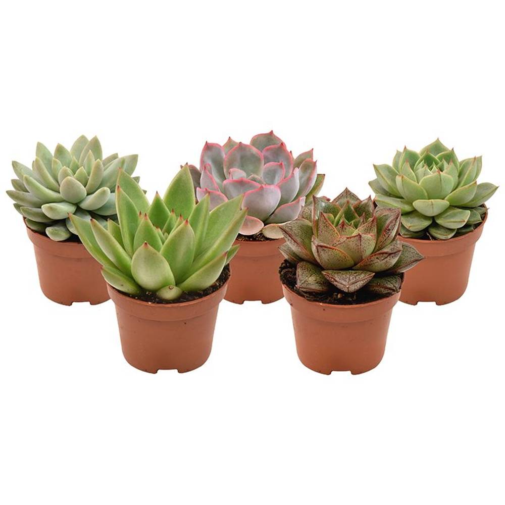 Echeveria mix T06 H8