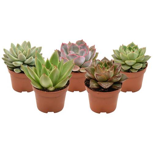 Echeveria mix T06 H8