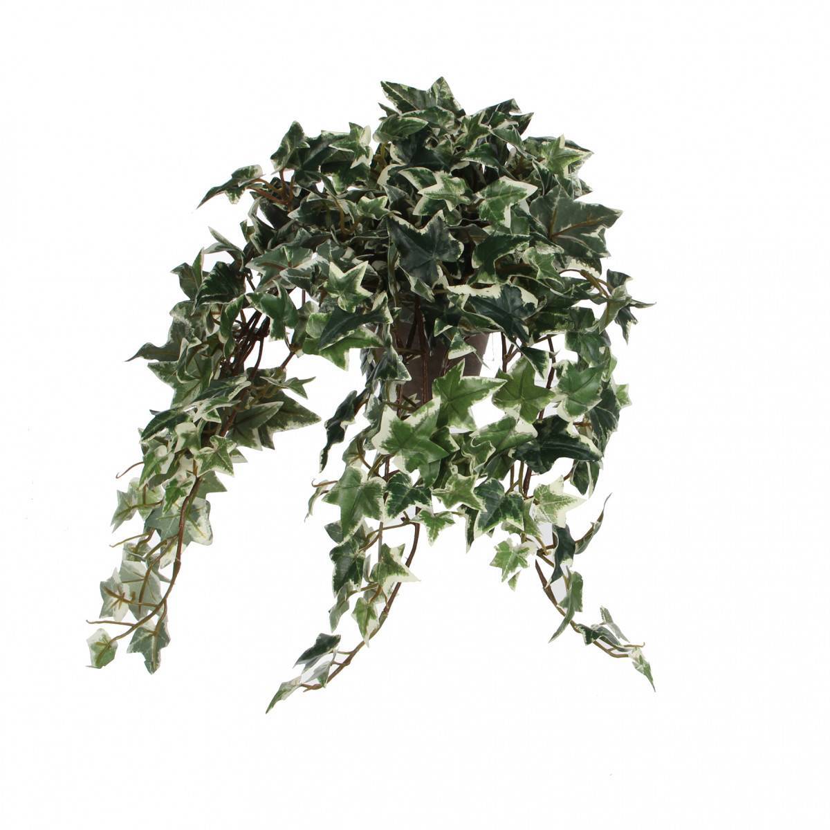 kaffeepflanze dngen Coffea arabica (Kaffeepflanze)  Jungle Leaves