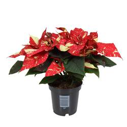 Poinsettia rot/creme Midi Super Glitzer 3+Blüte T10,5 H025