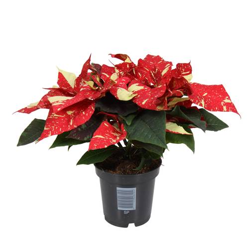 Poinsettia rot/creme Midi Super Glitzer 3+Blüte T10,5 H025